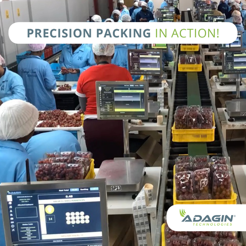AdaginT's tweet photo. What if you walked into your Packhouse and knew exactly what had been packed, what was still to be packed, and where your produce was in the process?

It is possible.

Just ask us how.

#adagintech #agriculturaltech #agriculture #agritech #precisionfarming #harvestingtags https://t.co/PMyhdMJlzw