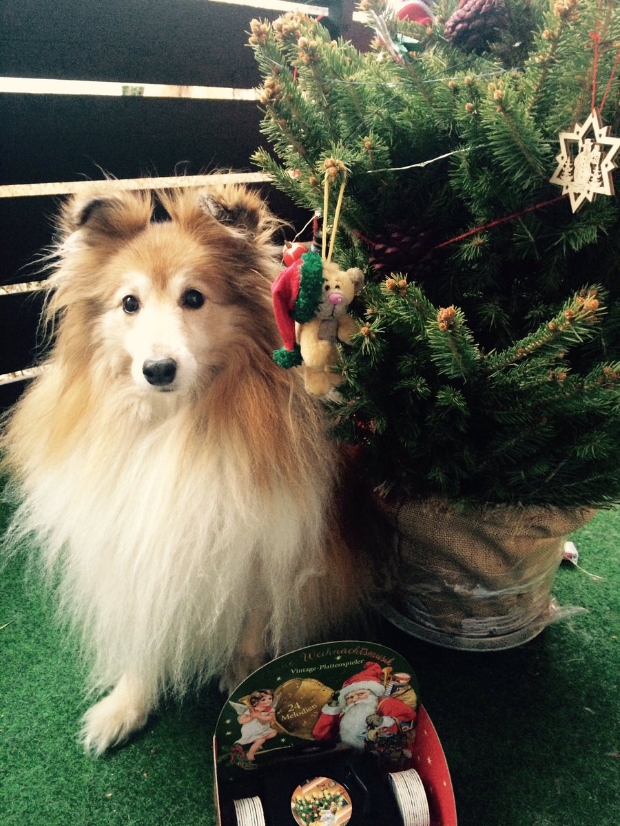kagabijin's tweet photo. Mit Weihnachtsbaum🎄🎄 https://t.co/wz1BawBifZ