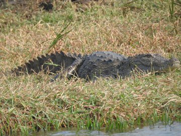 vncindia's tweet photo. Glimpses of Crocodile Count Leadership Training ( #CCLT ) program by #VNCIndia. The training program took place at different villages of #Charotar area, where participants were trained to spot crocodiles, enter data &amp; conduct analysis.
 #CCC2020 #VoluntaryNatureConservancy https://t.co/siKHP4mUiw
