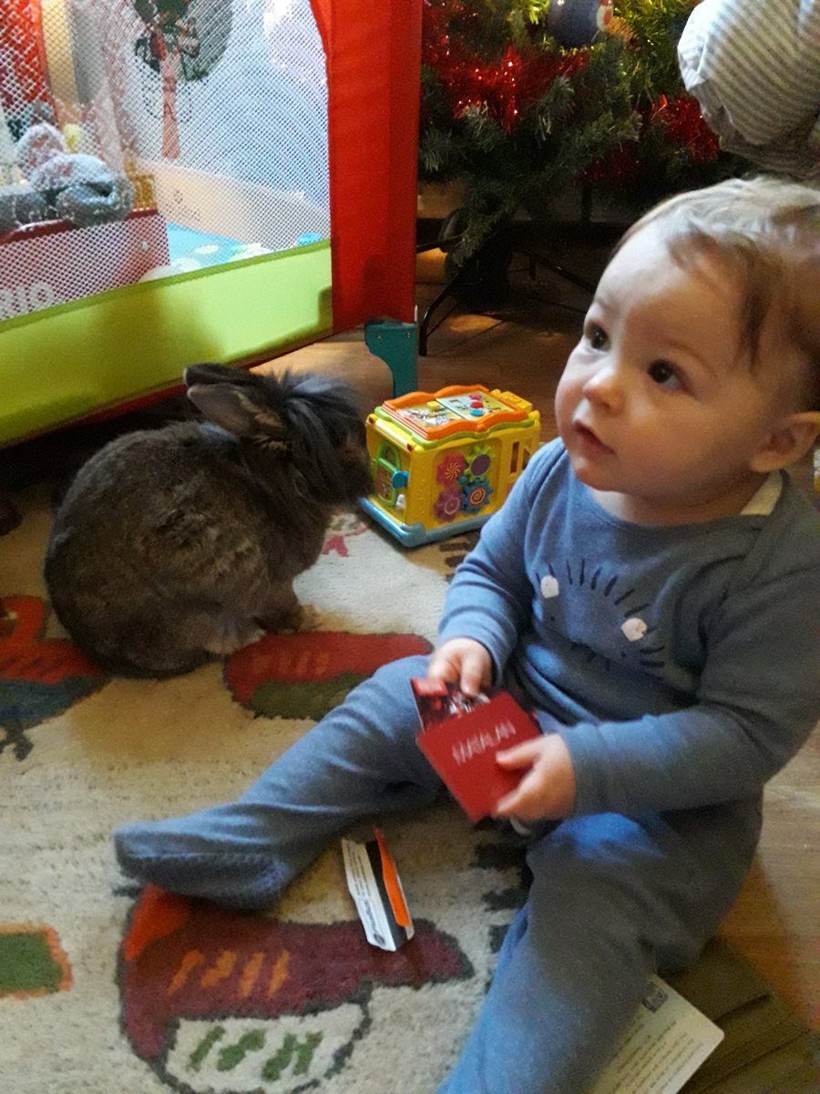DonkeyTheRabbit's tweet photo. When will he stop growing? https://t.co/9UDwNbMy3U