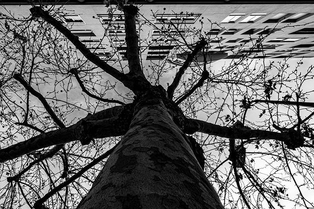 germmanyo's tweet photo. Arms 000 #blackandwhite #bnw #monochrome #tree #instapic #instablackandwhite #monoart #insta_bw #bnw_society #bw_lover #bw_photooftheday #photooftheday #bw #instagood #bw_society  #bw_photooftheday #insta_pick_bw #bwstyles_gf #lightsandshadows #blackmood #bwstyleoftheday #mo… https://t.co/TJHI4TKjYL