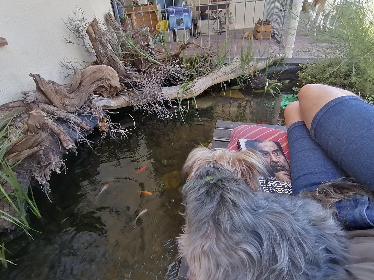 Holiday reading in my happy space with my reading buddy taking up way too much of the pillow.
