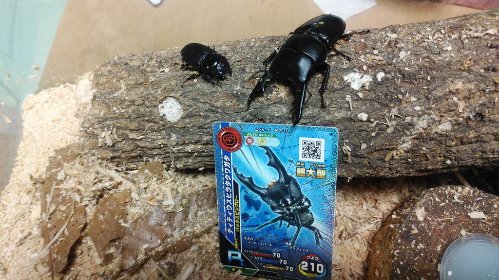 スシフトヒラタクワガタ 映画限定のムシキングカード スジブトヒラガタ