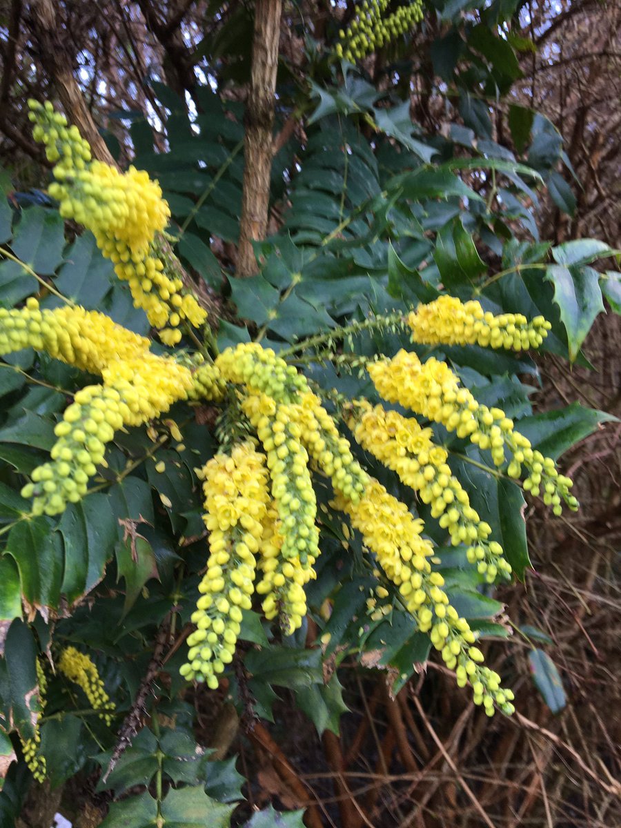 JanHAlder's tweet image. #AdventDay23.