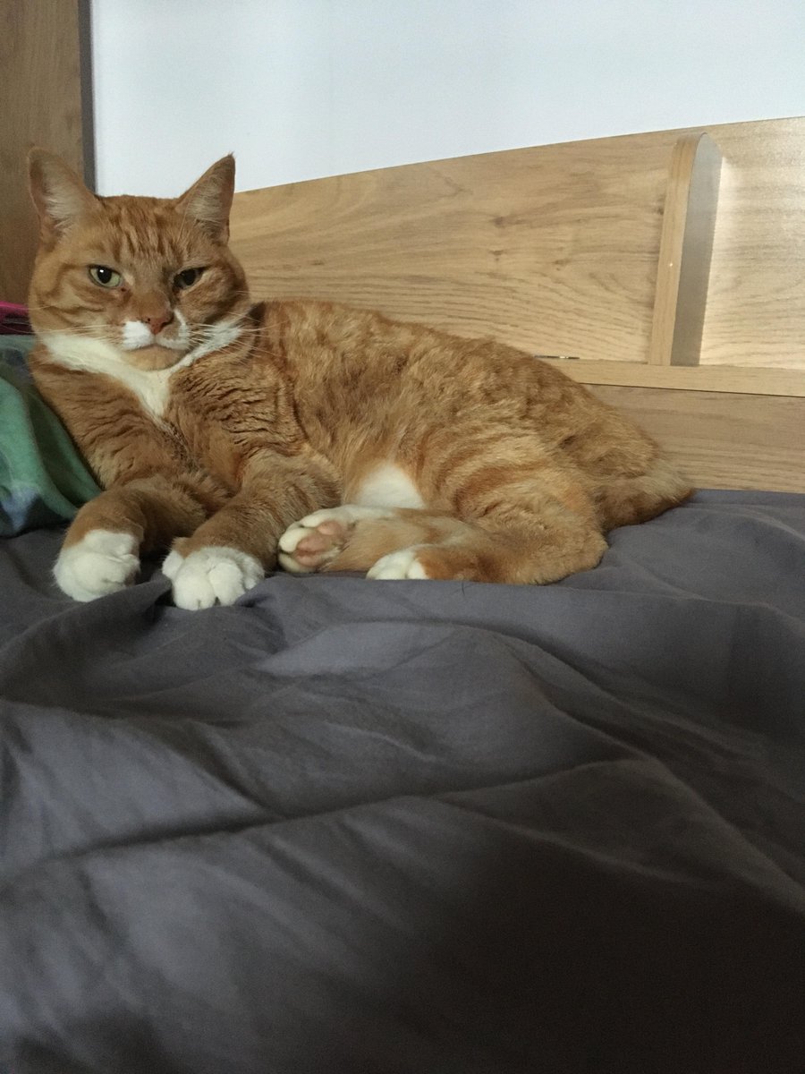 PetsLocated's tweet image. Ginger/Orange Cat lost in Borehamwood (WD6) on 22nd December 2019 #lostcats #lostpets dlvr.it/RLnx9T