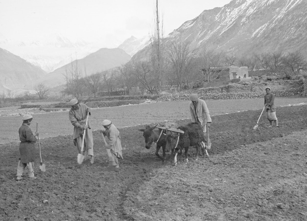 This photo of #Hunza men at work was taken near modern day #Aliabad in #HunzaValley in the year 1934.

Via <a href="/allthingshunza/">All Things Hunza</a>

Photo by #DavidLorimer taken from his documentary #LifeinHunza (1937)

#GilgitBaltistan #GBee #History  #SpectacularPakistan #humansofhunza #Balawaristan