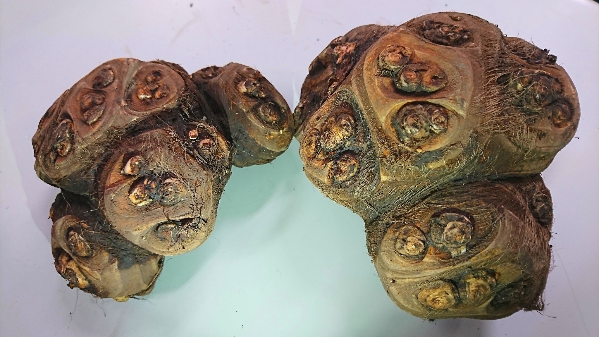 埼玉学園大学 Sur Twitter 埼玉県南東部 大学近隣の名産物 八つ頭 里芋の仲間です ゴツゴツした小芋が8つの頭に見えることがその名の由来 末広がりの 八 がつくことから おせち料理では縁起物とされるそう ホクホクで煮物にオススメ 八つ頭 里芋