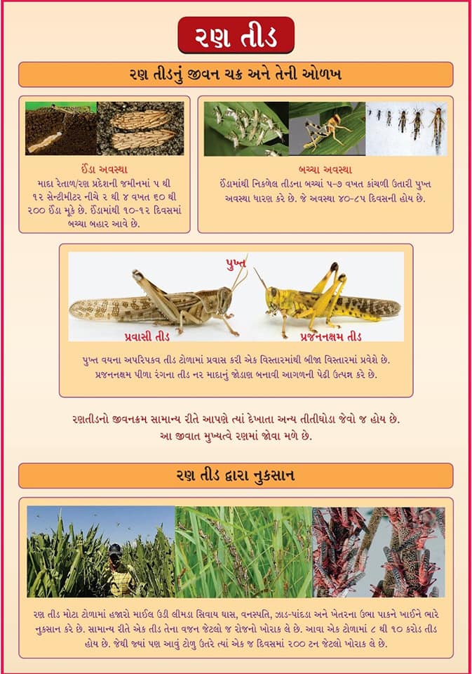 Farmers in North Gujarat trying all kind of things from creating smoke to playing DJ to get rid of Locust attack