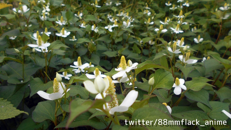 ラーメン教導団 トコシエコウの群生 T Co Xkqpaynkiz アビス４層のナナチハウス付近で撮影 奥に写っているのは 過酷なアビス深層の環境に適応した成れ果てのヒトだろうか メイドインアビス トコシエコウ アビス メイドインアビス