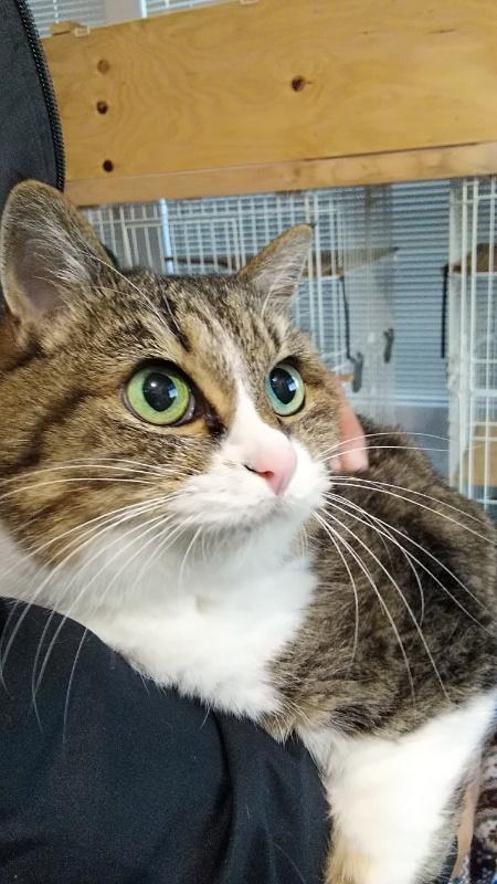 里親募集！！ キジトラ長毛♂とキジ白♀の兄妹です。推定年齢12歳