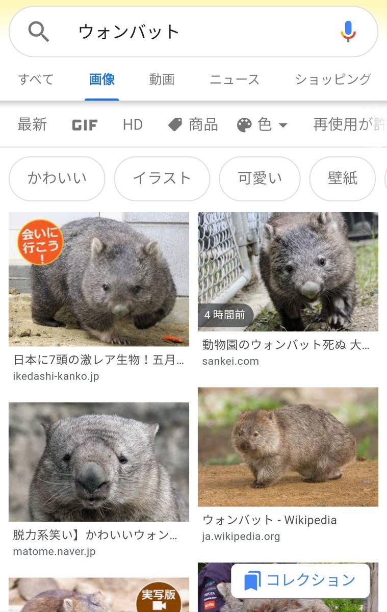 カシワギ ウォンバットのケーキ可愛いぞ ウォンバットなのか カシワギ ウォンバットのケーキ可愛いぞ ウォンバットなのか