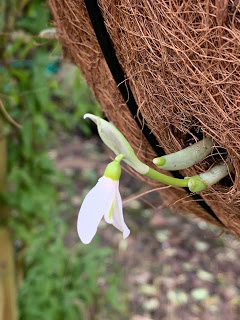 On the blog: I have been #plantinghope for Spring - a Spring hanging basket blackberrygarden.co.uk/2019/12/a-hang… #gardening #gardenblog #gmg #MondayMotivation #MondayBlogs