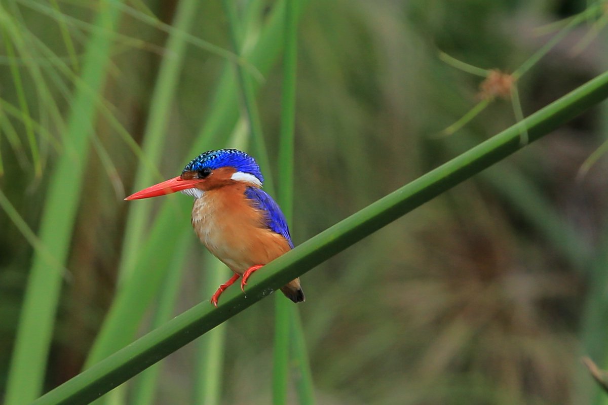 goolconnect's tweet photo. I stopped believing in Santa Claus when I was six. Mother took me to see him in a department store and he asked for my autograph. Let me stay with the #Beautiful #birds of #Uganda #travelphotography #saveyourtime #goolconnect #canonphotography https://t.co/6zVUNQLU3s