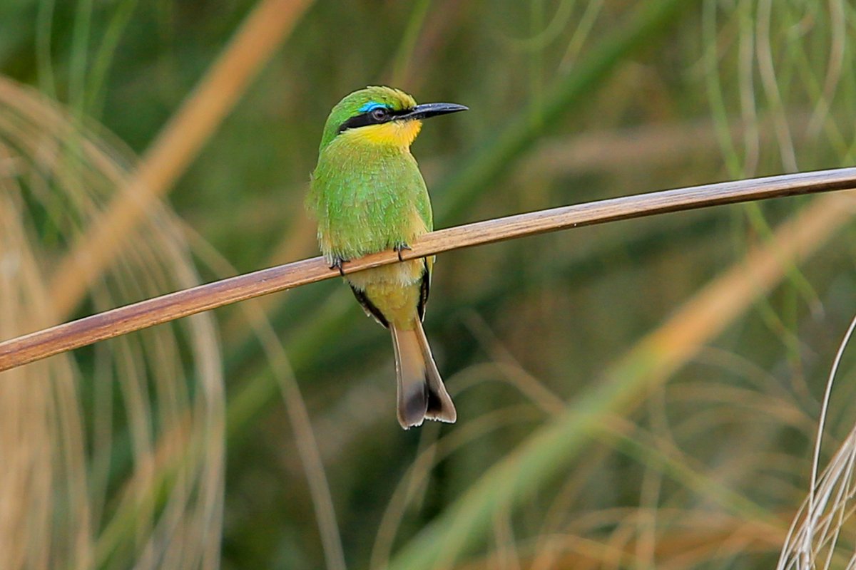 goolconnect's tweet photo. I stopped believing in Santa Claus when I was six. Mother took me to see him in a department store and he asked for my autograph. Let me stay with the #Beautiful #birds of #Uganda #travelphotography #saveyourtime #goolconnect #canonphotography https://t.co/6zVUNQLU3s