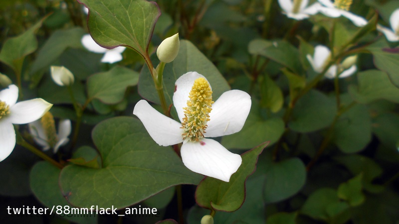 ラーメン教導団 トコシエコウの花 その１ T Co Xkqpaynkiz アビス１層で撮影 撮影地付近で初めてお祈りガイコツを見た あの時の衝撃は今でもよく覚えている メイドインアビス トコシエコウ アビス メイドインアビス