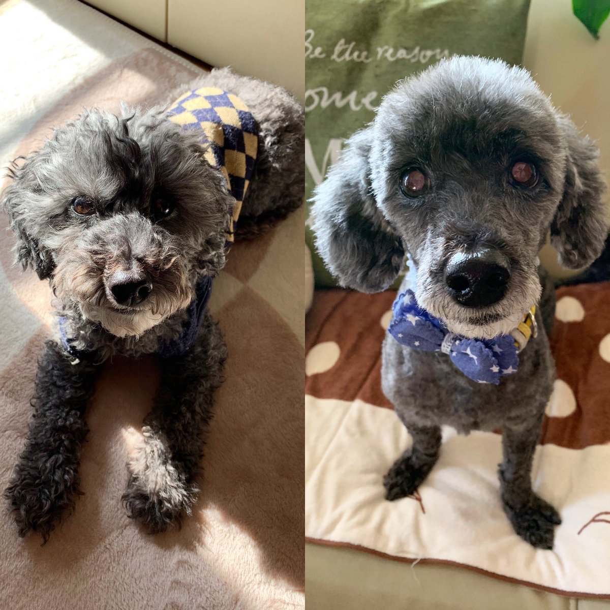 ranranpooh's tweet photo. 🐶💈髪の毛切ったよ💈🐶

すっきりしました～❤️
いい香り～💕

疲れたね～
今日はぐっすりおやすみ～(*˘︶˘*)ｵﾔｽﾐﾅｻｲ.｡.:*♡

#トリミング 
#愛犬チョコ 
#大切な長男
#12歳
#黒プー
#トイプードル 
#疲れたね https://t.co/Mcah8sOiPi