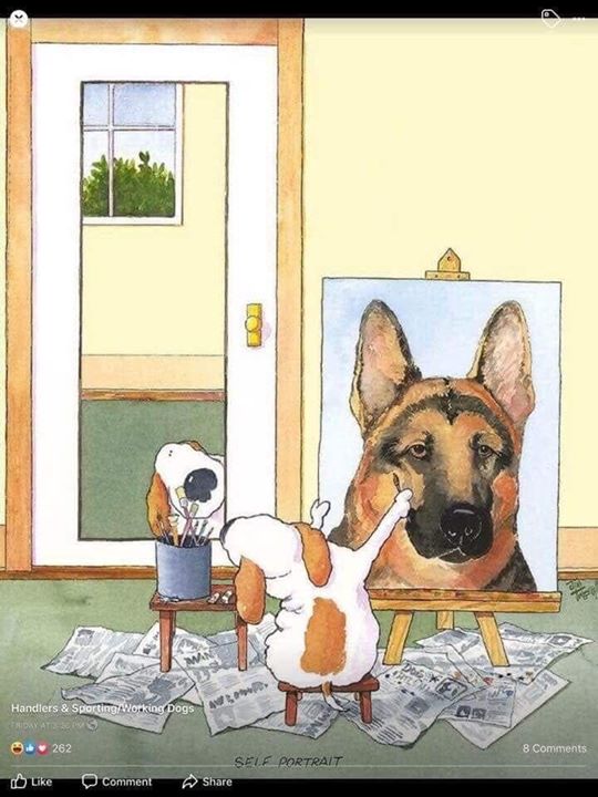 Dogs Today tweet media