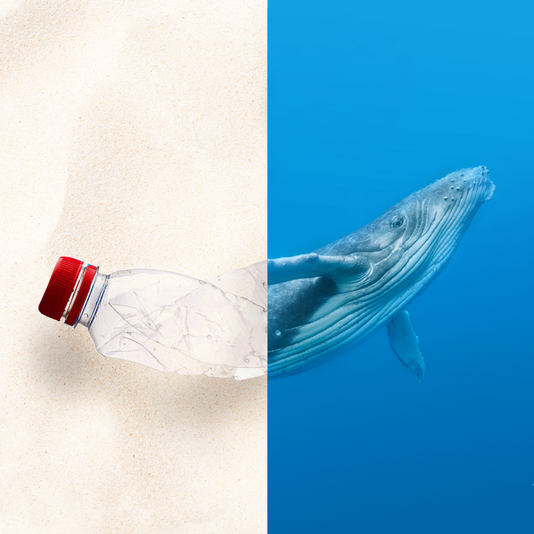 WWF tweet media