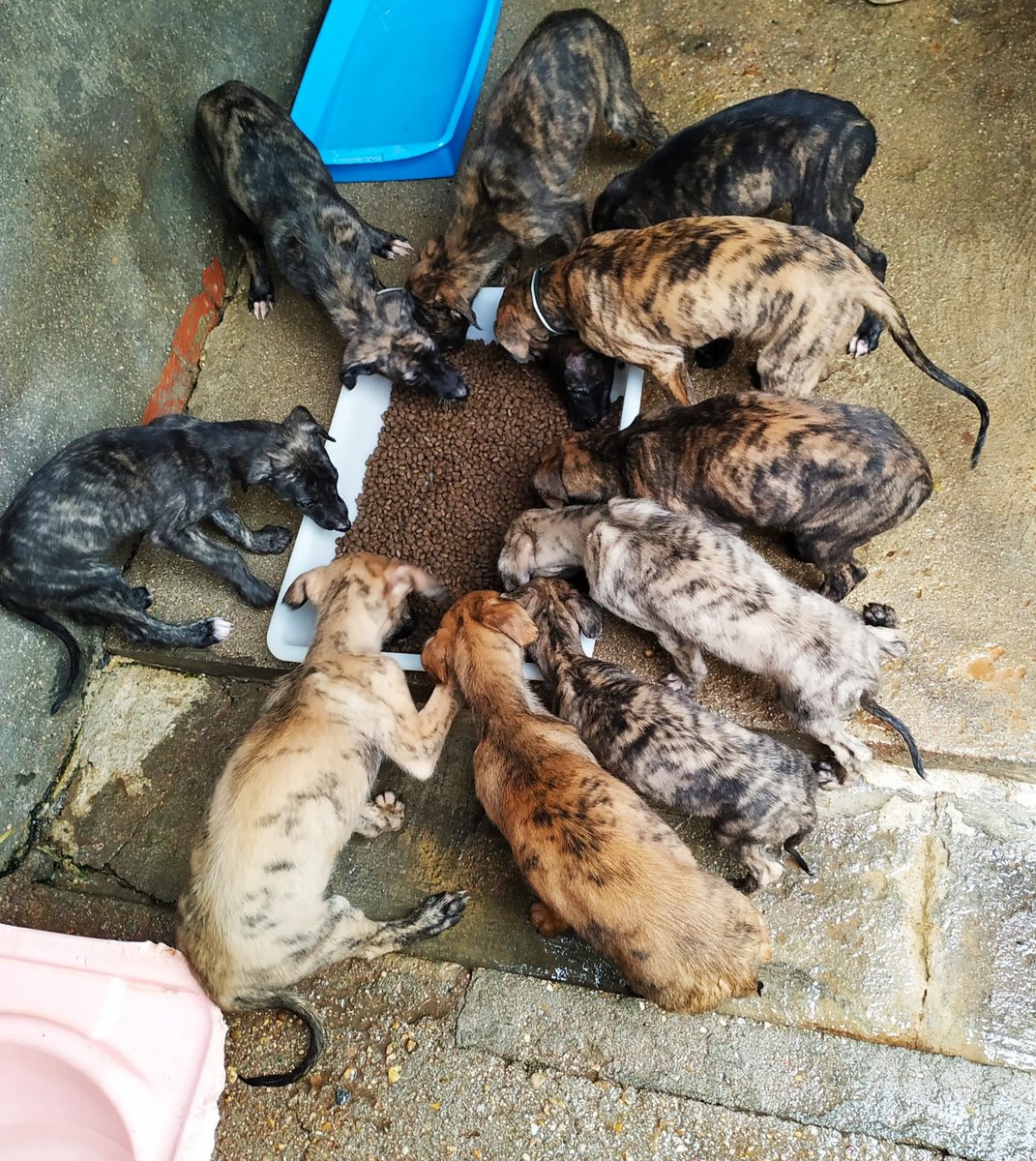 animalejos1's tweet photo. Todos nuestros galguitos bebé en adopción. Cada uno con un carácter distinto, pero todos maravillosos. Tímidos, dulces, macarrillas, alegres, juguetones,...Ven a conocerles y encuentra a tu compi ideal. ❤
¡ADOPTA! asociacionanimalejos@hotmail.com
#adopta #galgo #NoCompresAdopta https://t.co/J6ZjEdAxWi