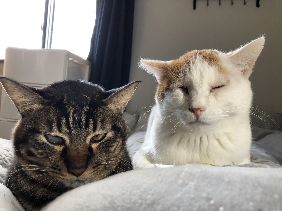 脅してくる猫 脅してくる猫