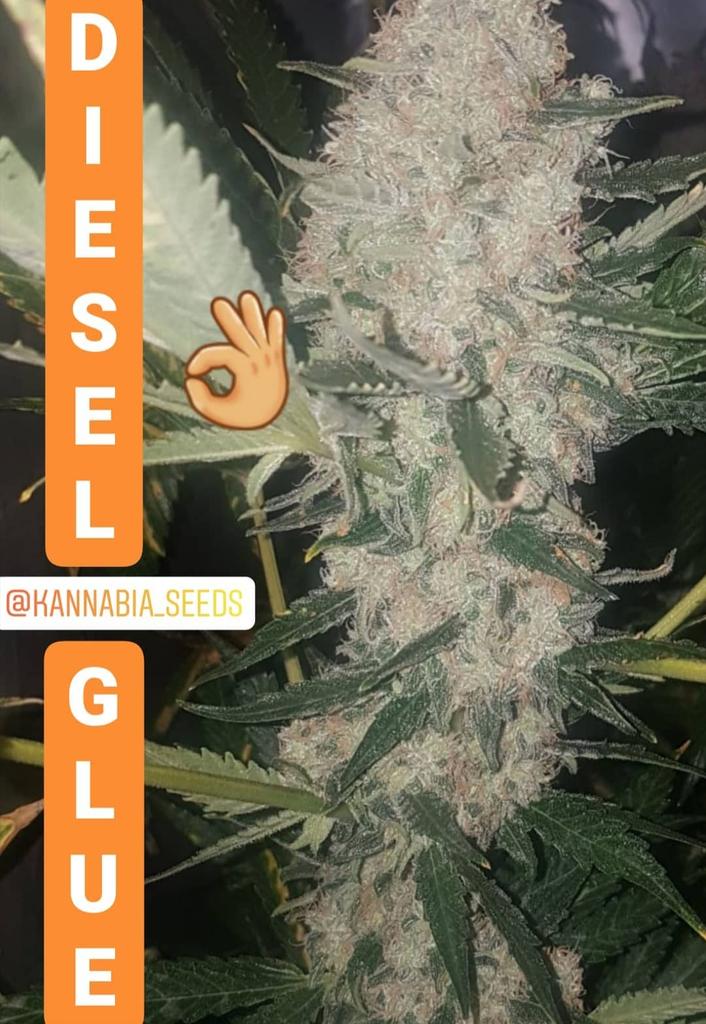 KannabiaSeeds's tweet photo. DIESEL GLUE by #KannabiaSeeds 🌱
📷 #Repost gracias al amigo #kannabista de IG @seedslivegreen Thanks for sharing!
https://t.co/k5FCynrgYE
Fem♀️
Black Domina x New York Diesel.
2° Premio Mejor Concentrado #Expogrow 2018 🏆
#CannabisSeeds #Hashmakers #hash #cannabisculture https://t.co/1GSnv7OcdB