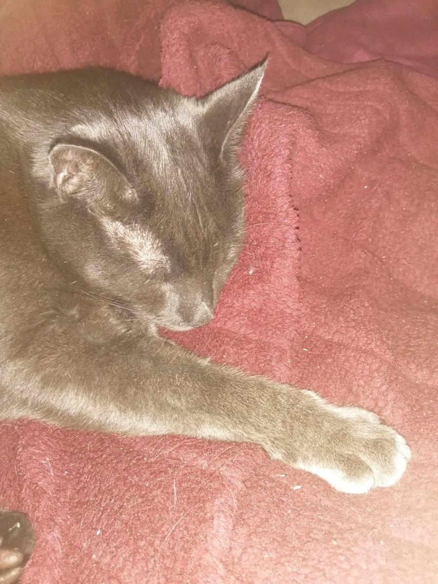 Supportworker1's tweet image. Birthday cat. Rescued 5 years ago from the streets of Glasgow. 😸😸