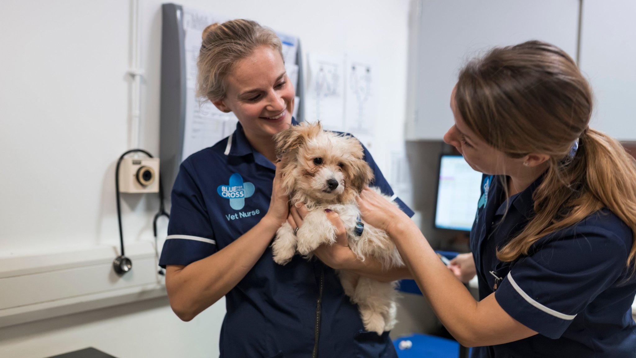 bluecross vets near me