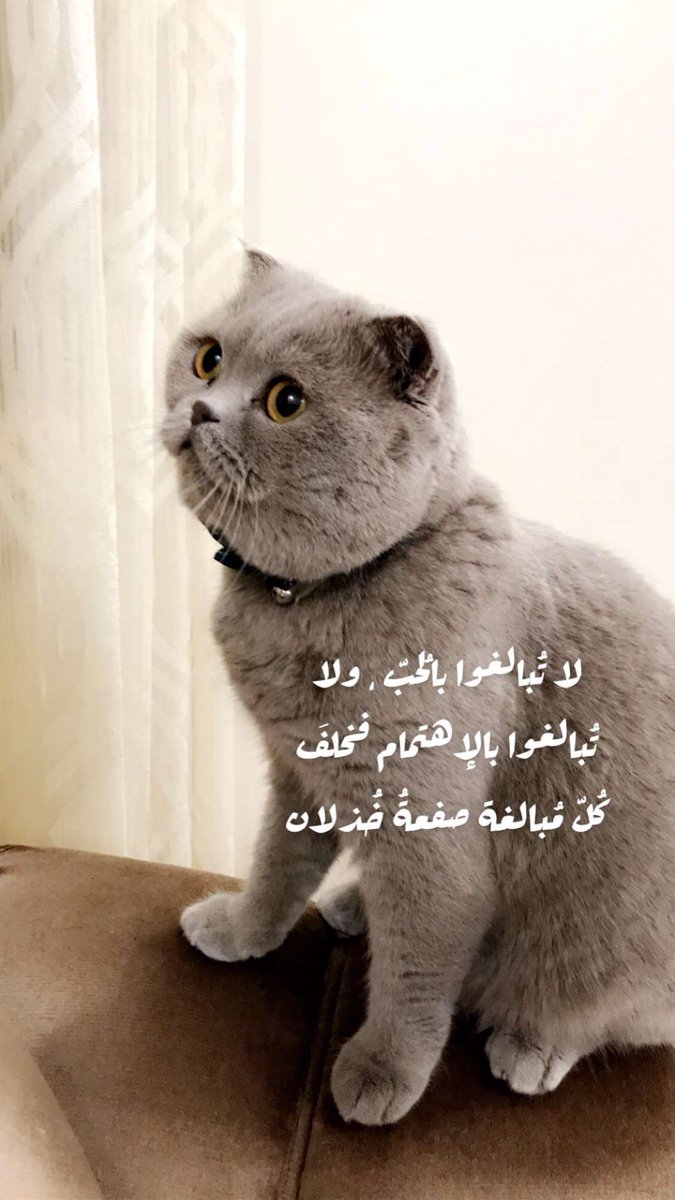 SaadAlO's tweet photo. امس قطوي راح حق امي يتمسح فيها و يقعد عندها جان تقعد تلعبه وعقب عطته الاكل اللي يحبه ، وراها جان يسويها على سجادة بالبيت ..
ثاني يوم امي حاطه هالصورة بسناب 😂😂😂😂😂😂😂😂 https://t.co/dxEaOOTPc9