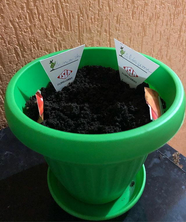 sylippert's tweet photo. Semeei Alfazema e Camomila. Minhas sementinhas 🌻🌱🌾🍀 #alfazema #camomila #instagreen https://t.co/gNa9tZCStu https://t.co/ccLPWSUxhY