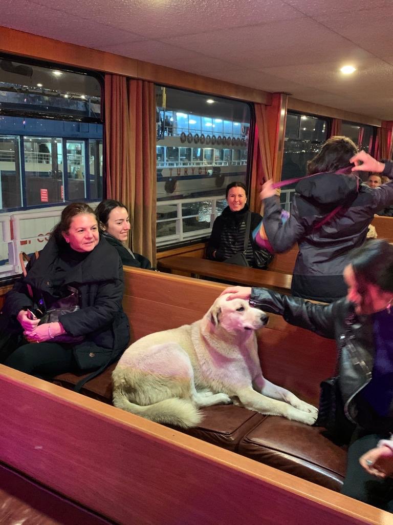 combocan's tweet photo. az önce kadıköyden beşiktaşa giden vapuru beklerken bi sokak köpeği geldi bizim yanımızda durmaya başladı. vapur gelince bizimle vapura bindi, görevli diyo ki girsin girsin karşıya geçicek o. meğer bunu hep yapıyomuş. sonra da vapurun içine girdi oturdu kral https://t.co/W7pVrW6t4o