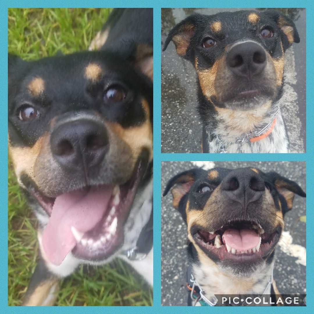 Hey, hey, hey it is me C.J. I am still looking for a #furever home. Wondering if you would want to meet me? I am a loving boy and would love to have a best friend of my very own. #dogsareagirlsbestfriend #betterthandiamonds #Idonttalkback #adoptdontshop #rescue #florida