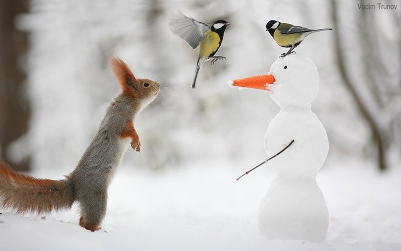 *ﾟ✲｡  Bσα tαrdє ☃🐿☃