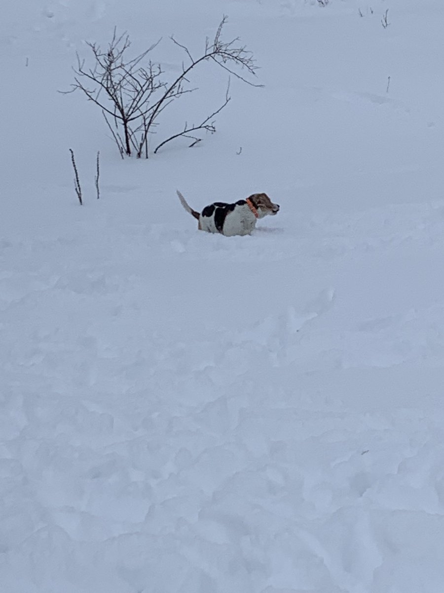 mikael8313's tweet photo. Love my dog 🐶 in the snow ❄️ #Takesomerest #Christmas2019 #holidays https://t.co/BzCnPGAsBz