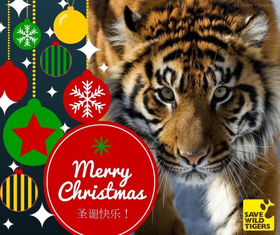 Save Wild Tigers tweet media