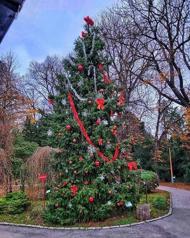 bb_jevremovac's tweet photo. Our Christmas beauty-Her majesty Picea omorika🌟🌲🌠👑 Photo by: @atrichum_undulatum
______________________________
#piceaomorika #christmastree #magnificent #unique #garden #botanicalgardens #jevremovac #instatree #instagarden #volimbeograd💓 #belgra… https://t.co/Mdkf889r4l https://t.co/COn07IlGAy