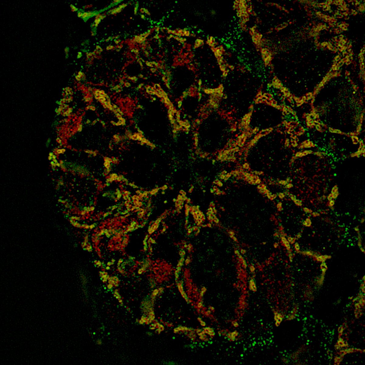 MariaMMihaylova's tweet photo. Some beautiful (and festive) mito images in the crypt from a graduate student in our lab using Lattice SIM. https://t.co/frsY68UH7q