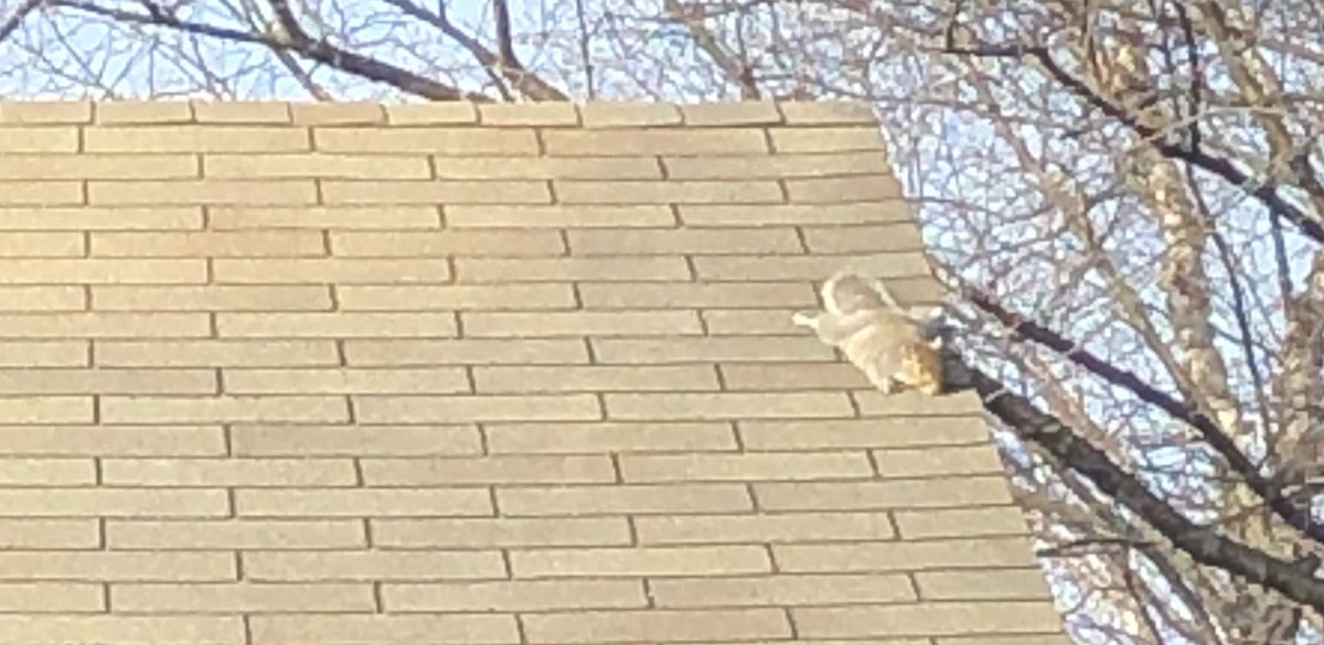 Kincaidisms's tweet image. This sun bather has been distracting me for 10 min now. Perhaps he’s having a hard time with #MondayMotivaton. #workdistractions