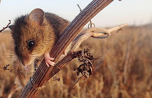ICB_journal's tweet photo. Check out s9's blog for their symposia at #SICB2020 
https://t.co/zi2tkuNqdg
#morphology #conservation #ecology #biology #scientists #biologists #morphologists https://t.co/vqjIfckLwk
