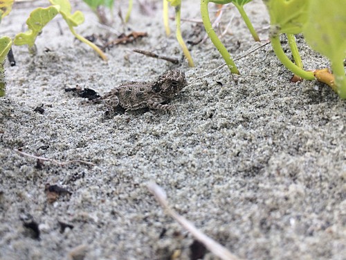 ICB_journal's tweet photo. Check out s9's blog for their symposia at #SICB2020 
https://t.co/zi2tkuNqdg
#morphology #conservation #ecology #biology #scientists #biologists #morphologists https://t.co/vqjIfckLwk