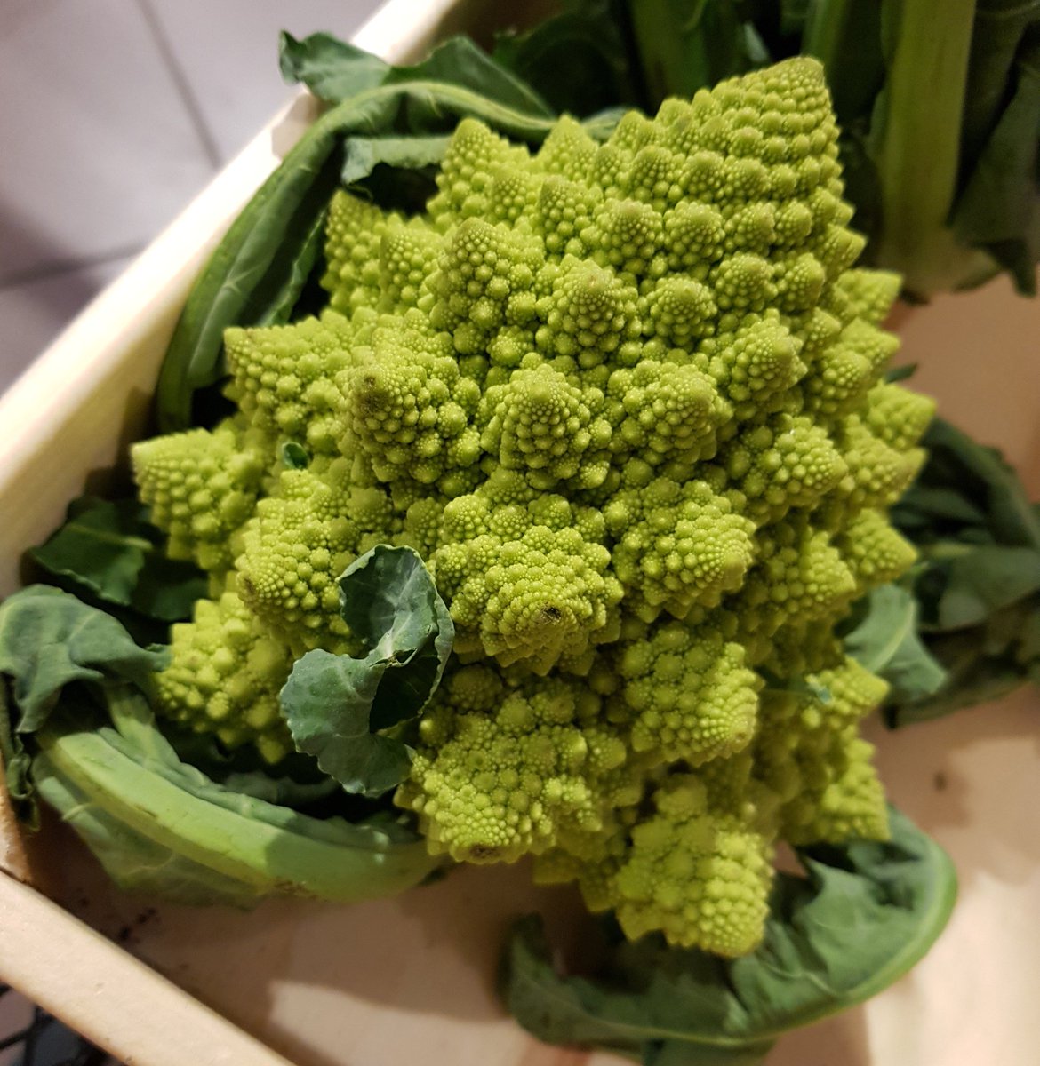 MeghdadShamsaei's tweet photo. romanesco broccoli
چقدر جالبه. یاد سری فیبوناچی افتادم.
#fibonacci_sequence https://t.co/g37HmtTW72