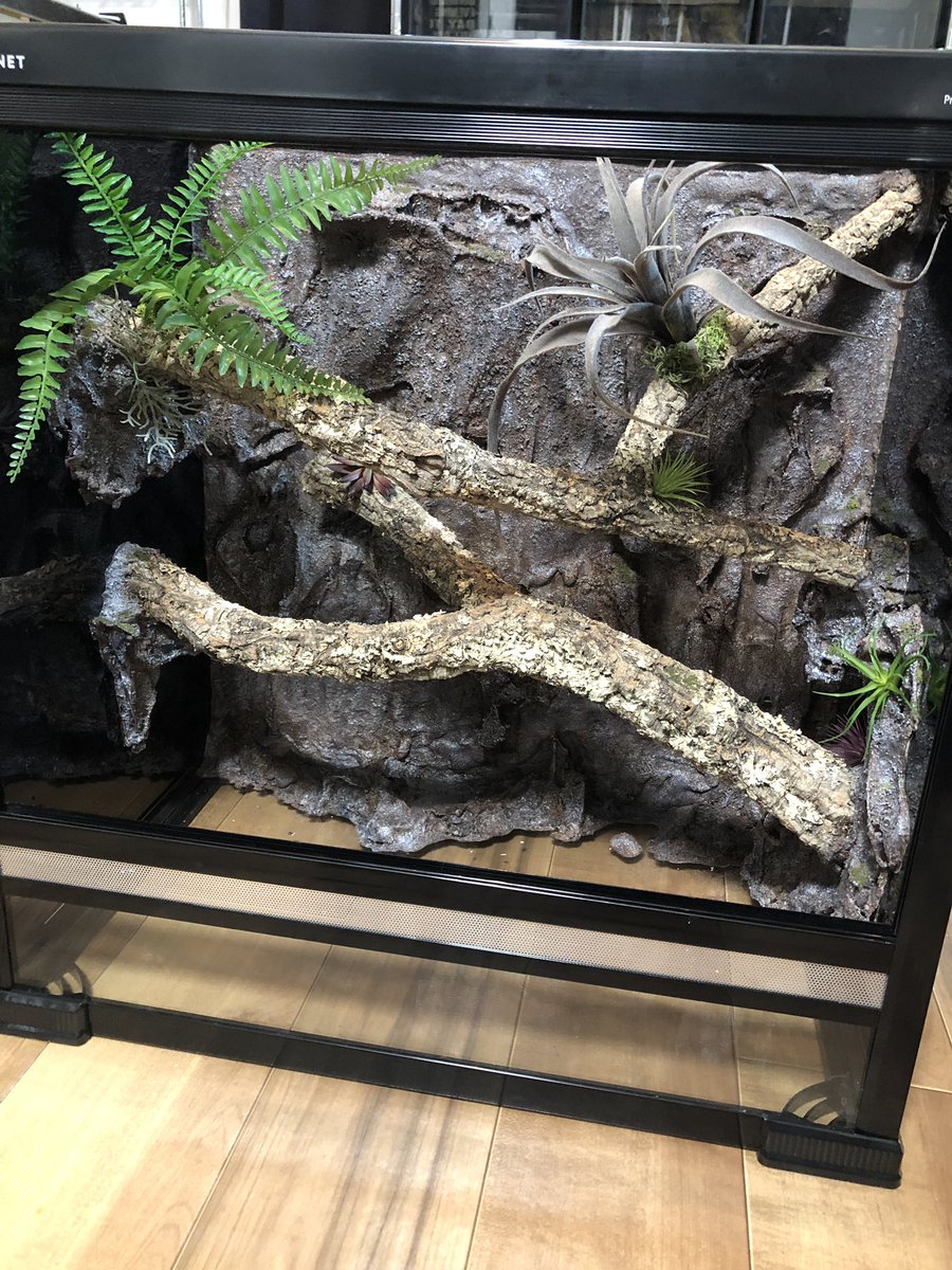 ワイルドプラネット 幅61奥行き41高さ60 樹上性の蛇を飼育しようと思い