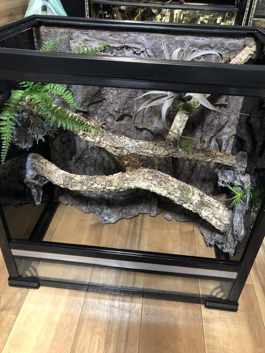 ワイルドプラネット 幅61奥行き41高さ60 樹上性の蛇を飼育しようと思い