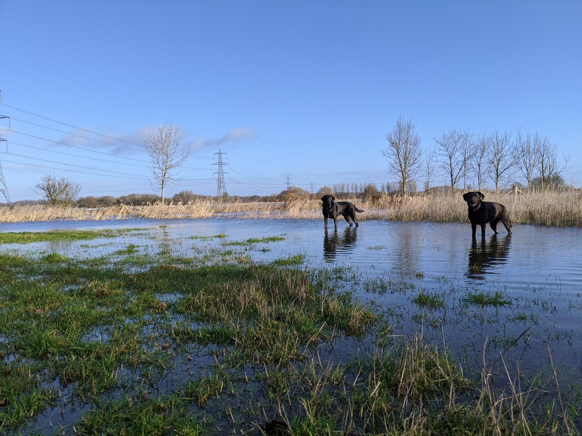 BendyGB's tweet photo. The only two pleased with the flooding in the village this year https://t.co/i1Wr0BmlAj