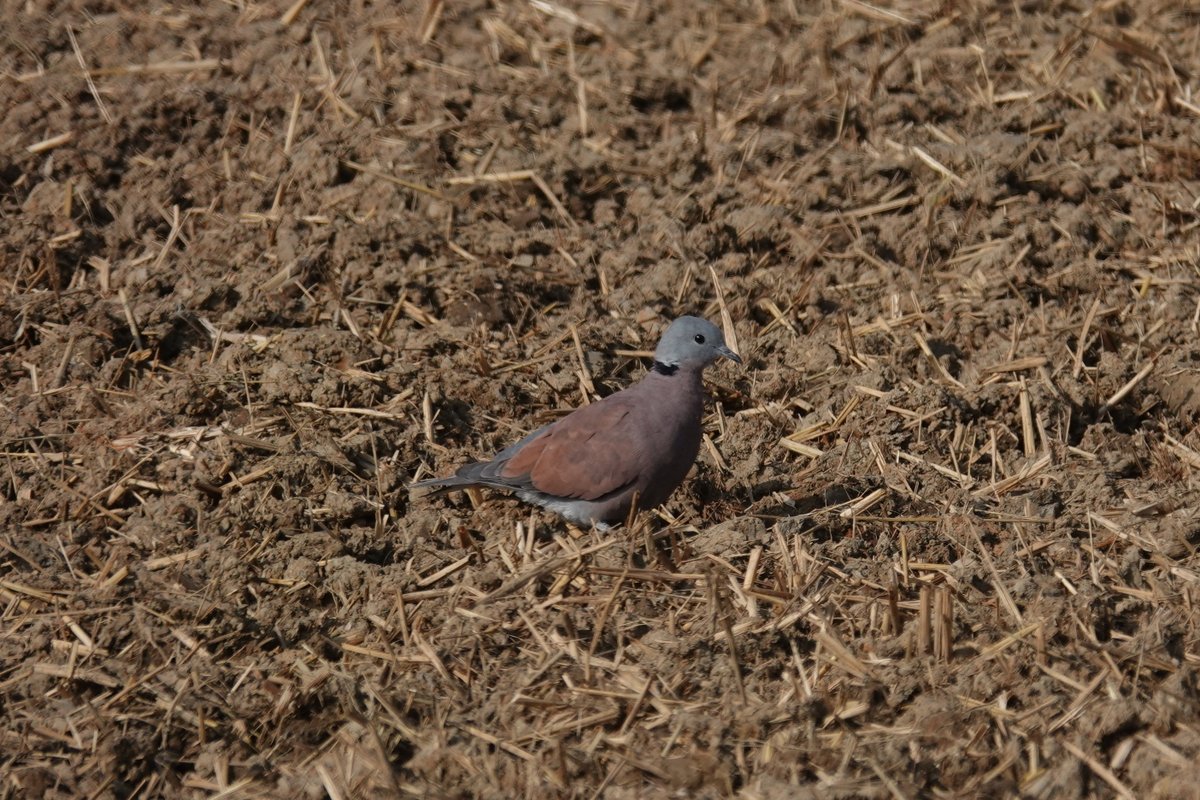 taiwanbirdguide's tweet photo. #RedCollaredDove #紅鳩 loves dry land and harvested paddy rice field a lot.
#TaiwanBirdGuide #bird #birding #birdphotography #Taiwan https://t.co/giYfopZw8p