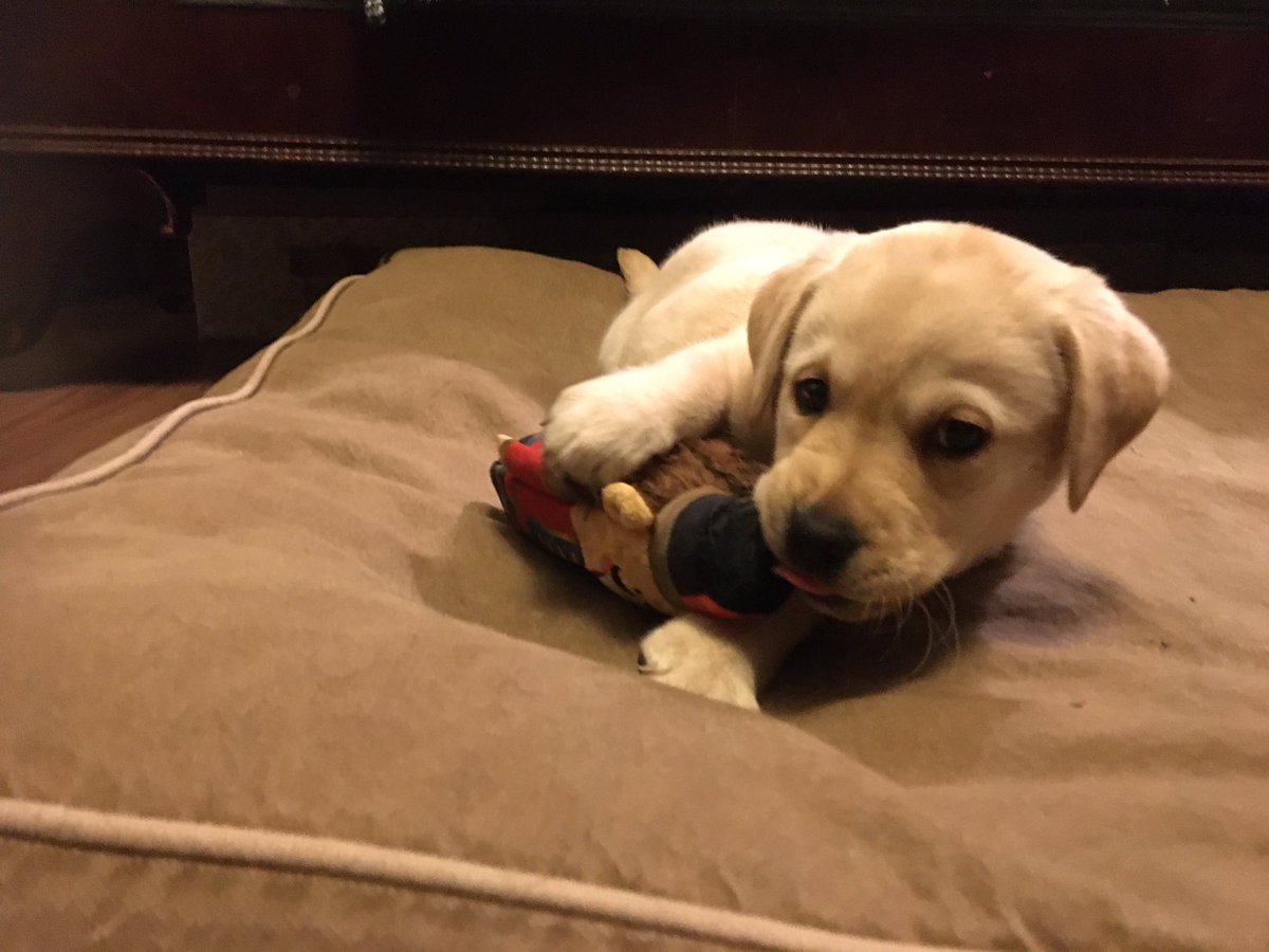 janetsomerville's tweet photo. #Puppy Martha is well-pleased with Nikolai the Nutcracker from the new @barkbox Muttcracker, gift of ballet enthusiast @lemonwannabe. #Dec23 https://t.co/IYuNnCYpt6