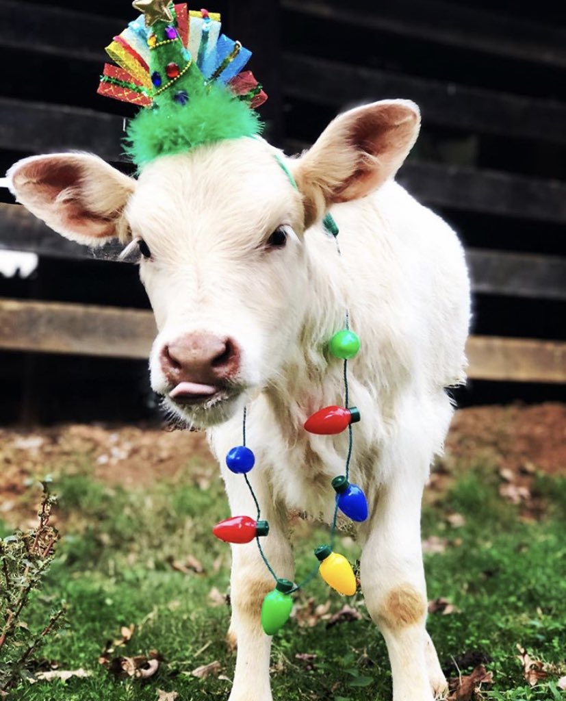 CowoftheDay1's tweet photo. We’ll have a *BONUS COW* every day until 26th December 🐮🎄
🏷 Instagram/macimommy_lovebugg https://t.co/q51iHxpKFq