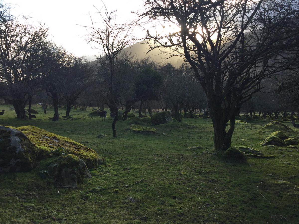 nicolli83's tweet photo. The bottom of the valley is looking particularly beautiful this morning. Looking like a movie set !! 😍 #maxbenjamin #wicklow #deer #christmas https://t.co/xwEk3bZl9q