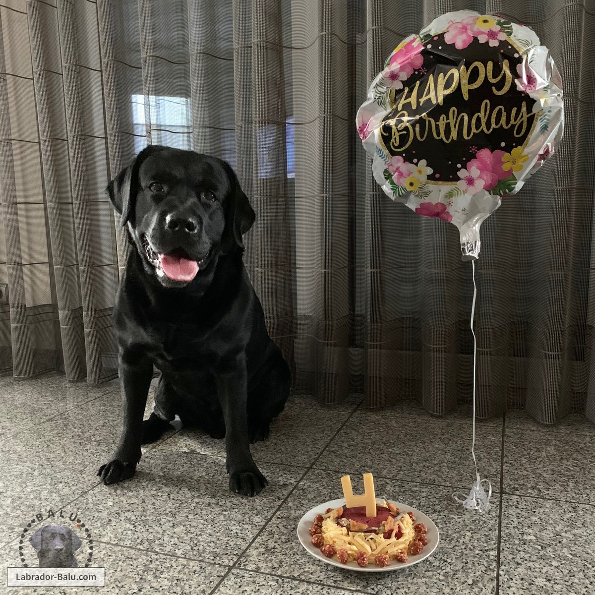 balu ein auf vier pfoten on twitter happy birthday balu heute feiern wir deinen 4 geburtstag wir wunschen dir noch ganz viele gluckliche und vor allem gesunde jahre happybirthday