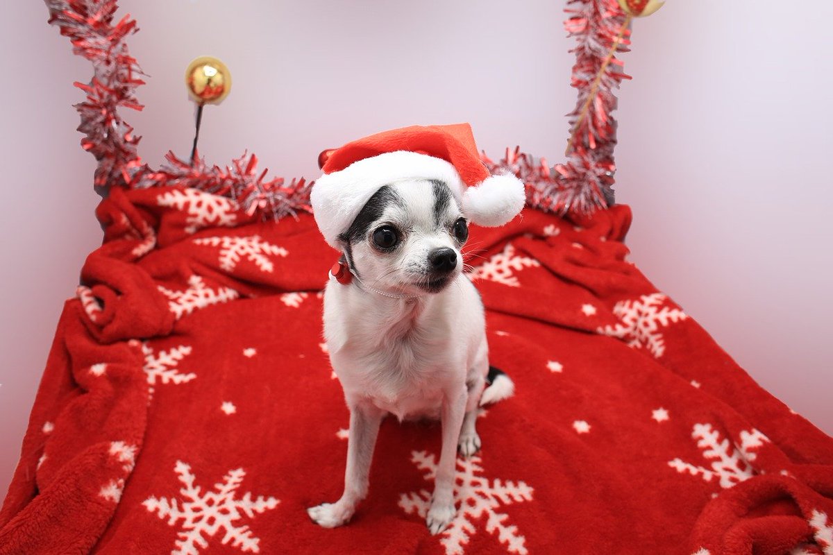 StuffForYourDog's tweet photo. 🎄☃️🐾 Holiday dog pics ALL week long! Tis the season 🐾☃️🎄 https://t.co/grX4lutH2X