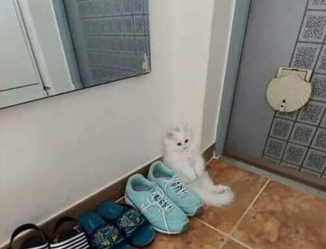 ulat_bulu_bulu's tweet photo. Penat sering dicium, kucing ini akhirnya memilih jadi kasut.

📷 : zaa mael https://t.co/FAMhEzQ1XM